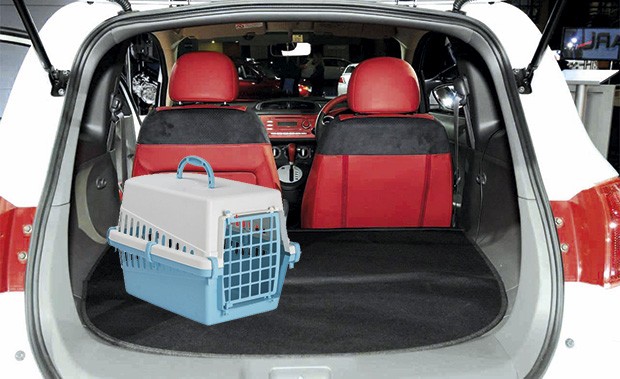 Transporte de animais no carro